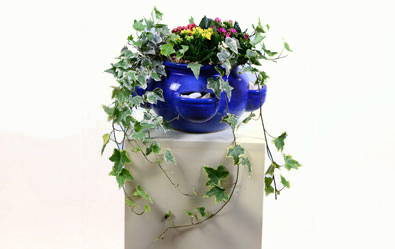 Hedera Pot
