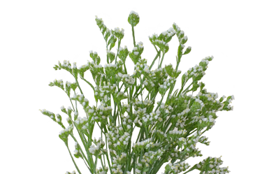 Statice White
