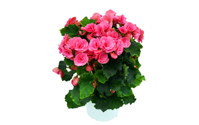 Berseba