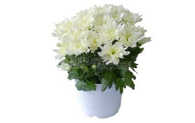 Breeze Ivory