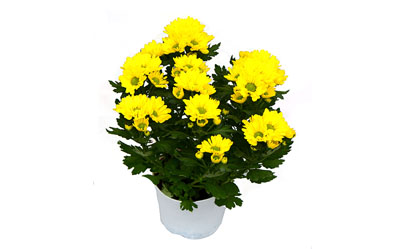 Breeze Yellow