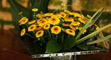 Dalat Hasfarm introduces new product - Calimero egg shaped & small