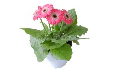 Gerbera