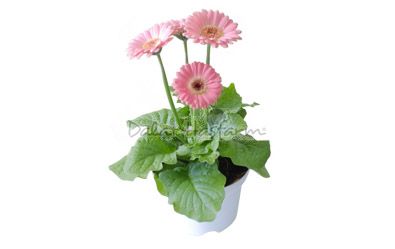 Gerbera