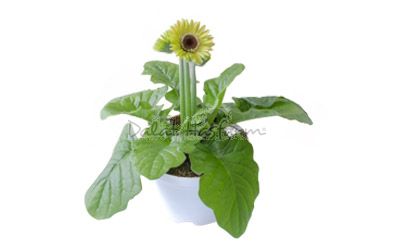 Gerbera