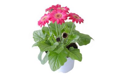 Gerbera