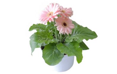 Gerbera