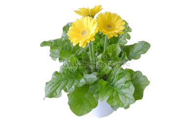 Gerbera