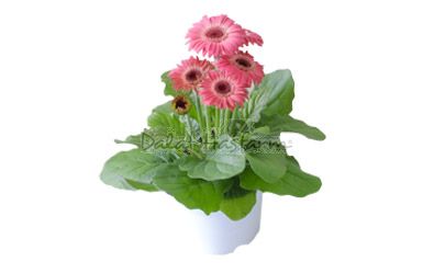 Gerbera