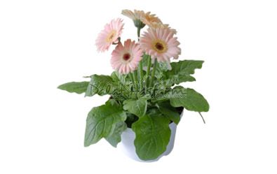 Gerbera
