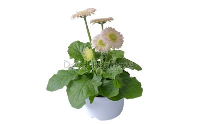 Gerbera