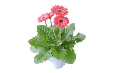 Gerbera