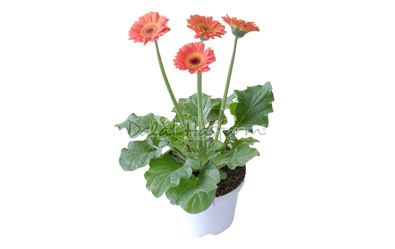 Gerbera