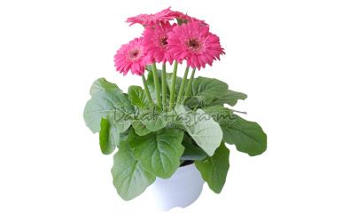 Gerbera