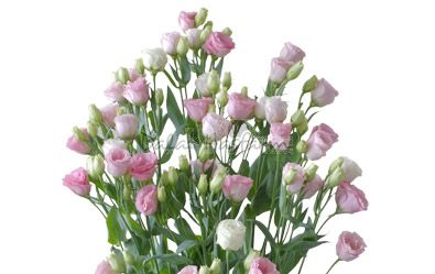 Papilon Pink Flash