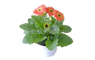 Gerbera