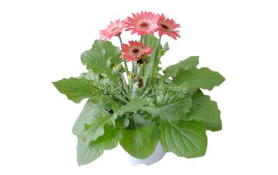 Gerbera
