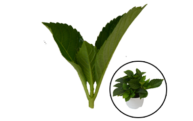 Cẩm tú cầu