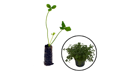 Trifolium
