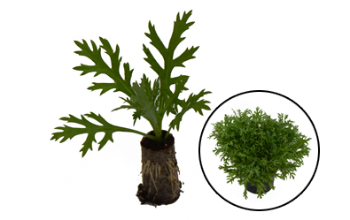 Marguerite