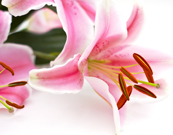 Lily
