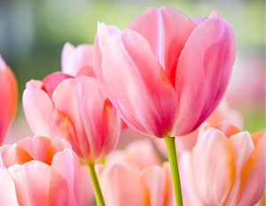 Tulip