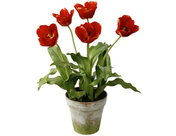 Tulip